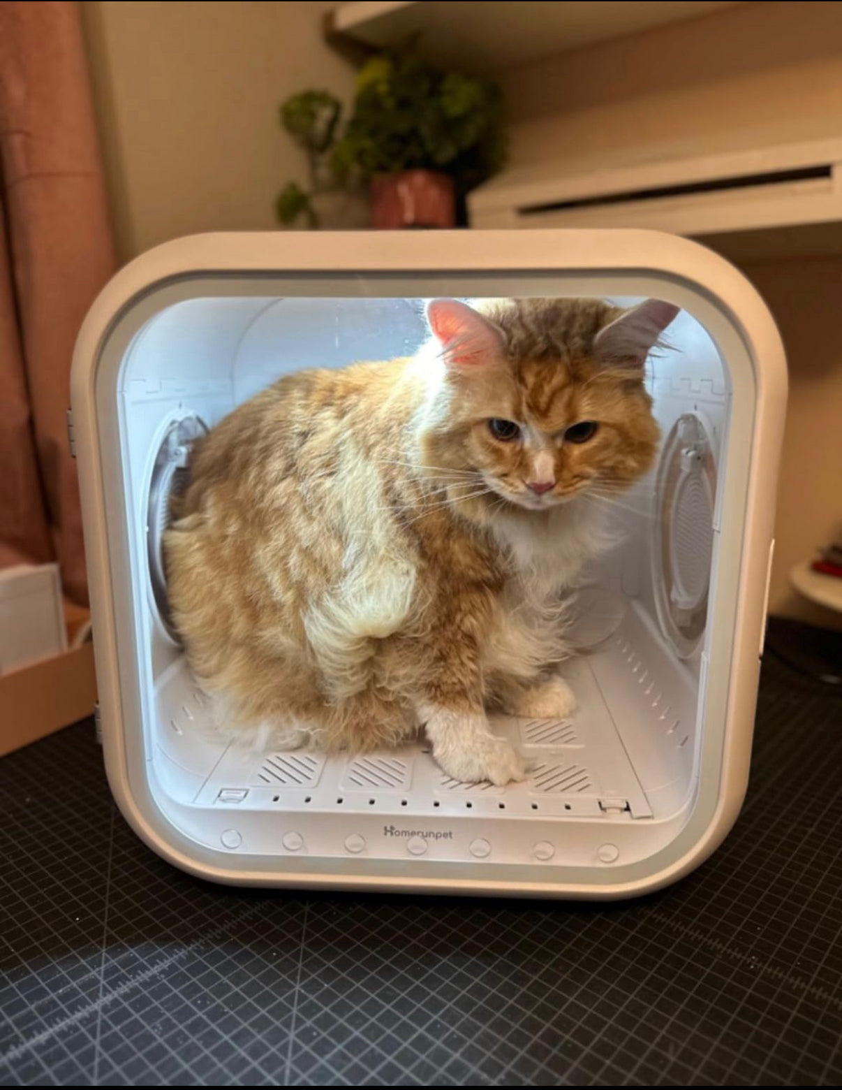 DOGMA® DRIVE CUBE — Tu mascota seca y tranquila en minutos