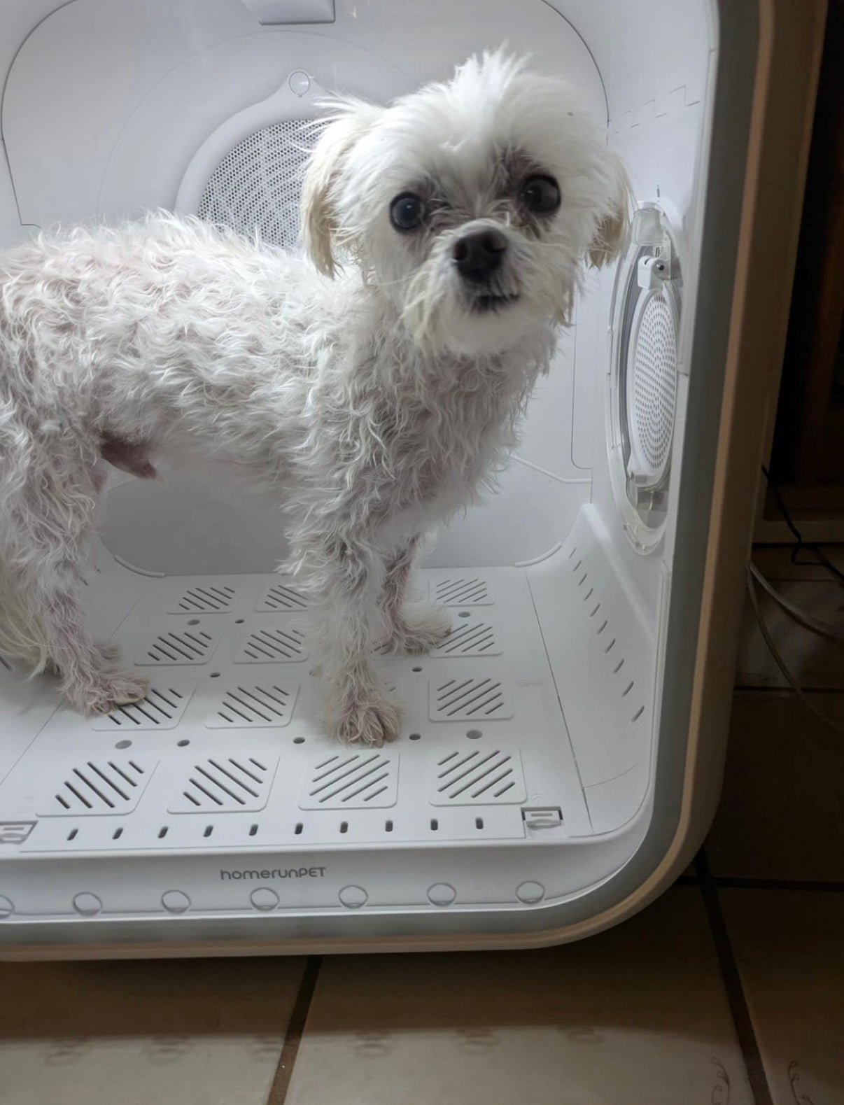 DOGMA® DRIVE CUBE — Tu mascota seca y tranquila en minutos