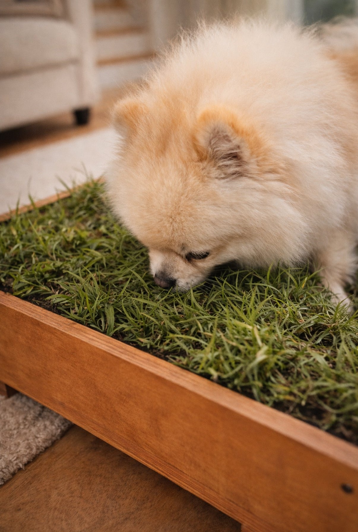 DOGMA® PETGARDEN — Tu peludito feliz, tu hogar siempre limpio