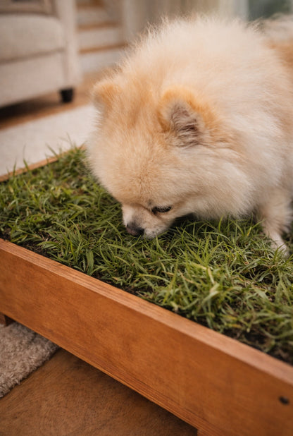 DOGMA® PETGARDEN — Tu peludito feliz, tu hogar siempre limpio
