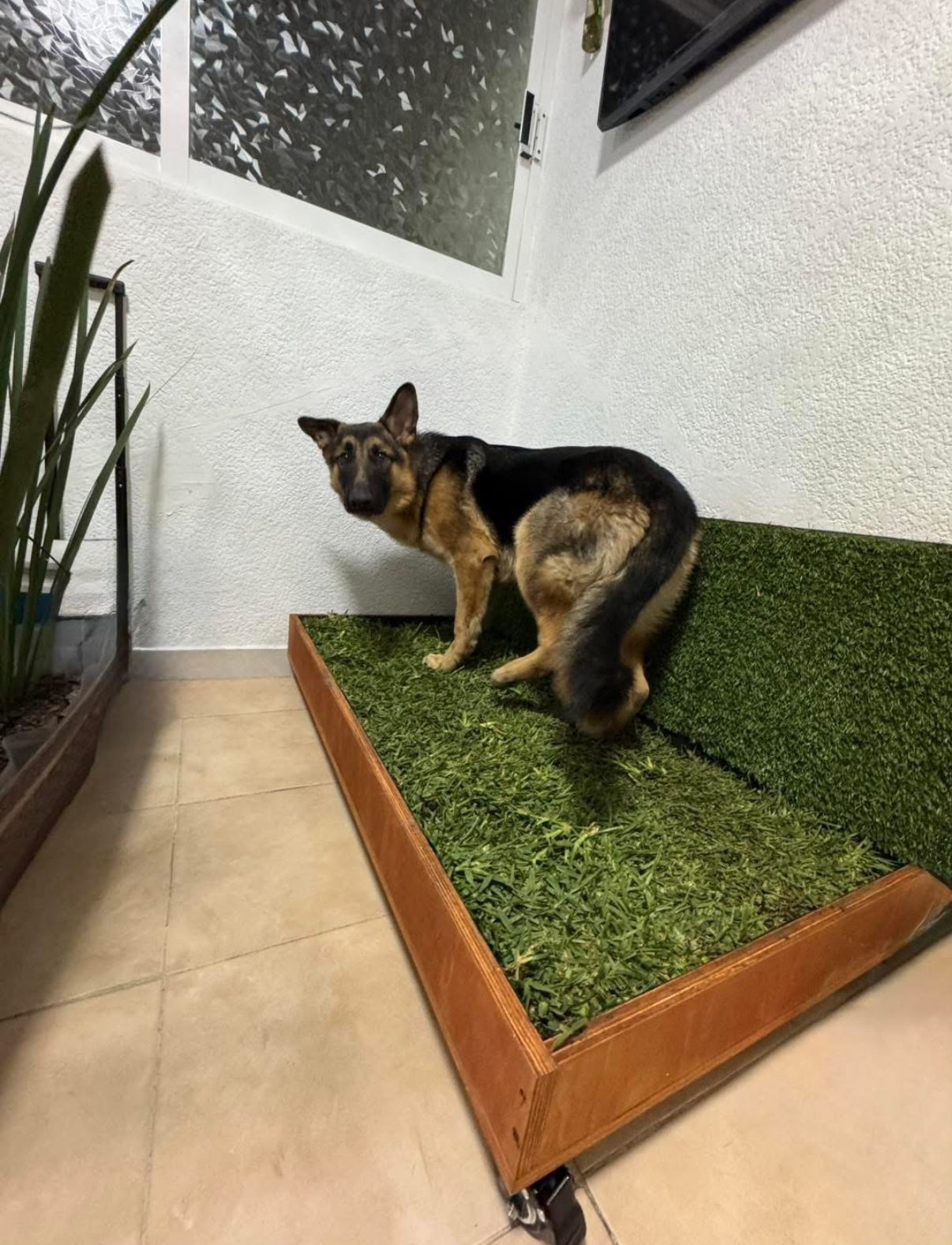 DOGMA® PETGARDEN — Tu peludito feliz, tu hogar siempre limpio