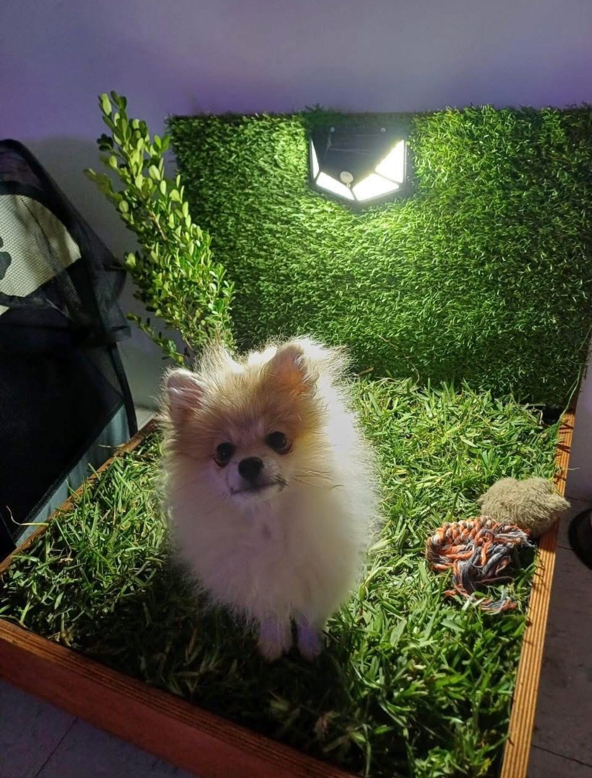 DOGMA® PETGARDEN — Tu peludito feliz, tu hogar siempre limpio